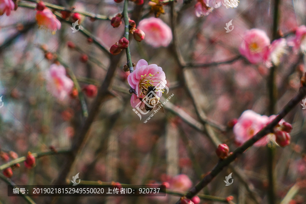 林阳寺梅花