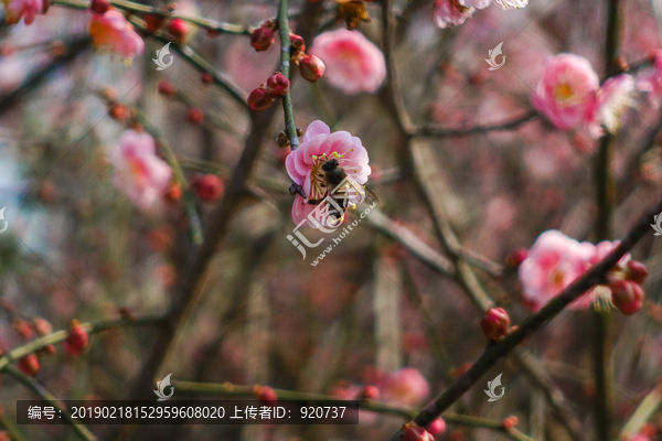 林阳寺梅花