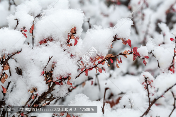 枝头落雪