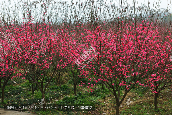 红梅花