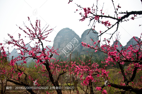 上坪古桃树