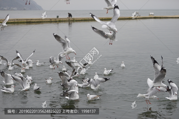 洱海边的红嘴鸥