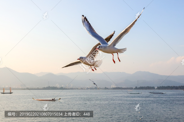 昆明滇池红嘴鸥