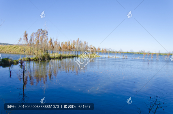 沼泽湿地