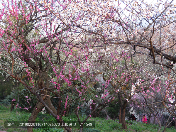 南京梅花山