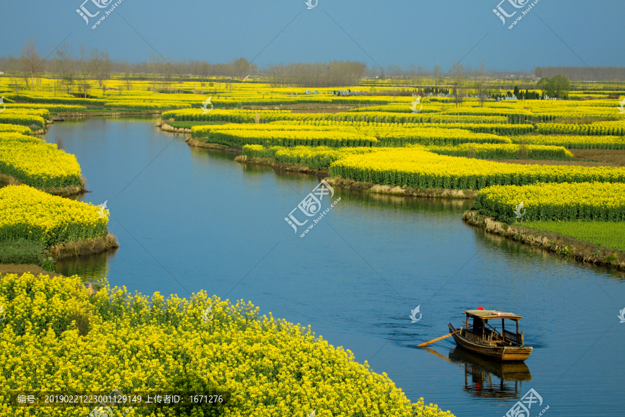 兴化油菜