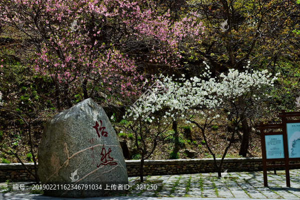 泰山桃花峪风光