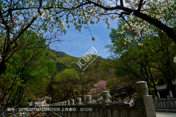 泰山桃花峪风光