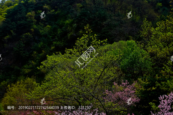 泰山桃花峪风光