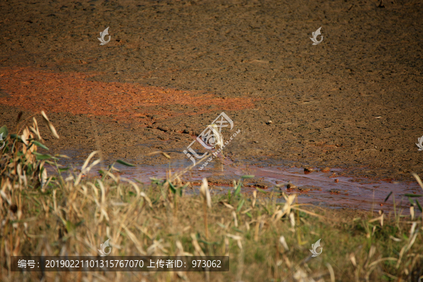 河滩池鹭