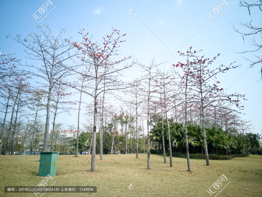 木棉花树