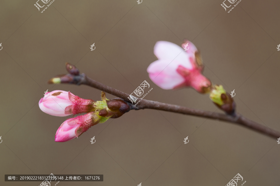 花卉