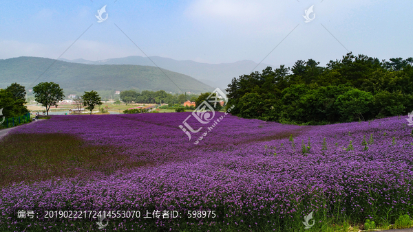 花海