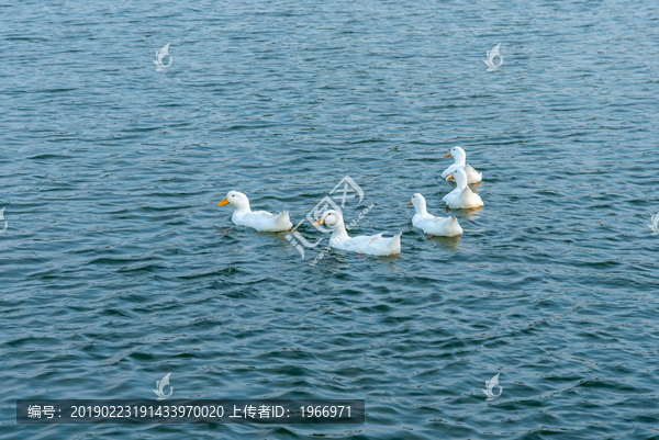 绿色湖面的一群鸭子