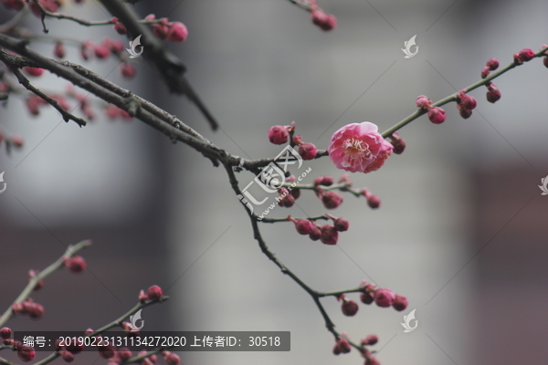 桃花闹枝头