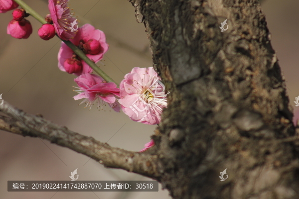 红梅花儿开