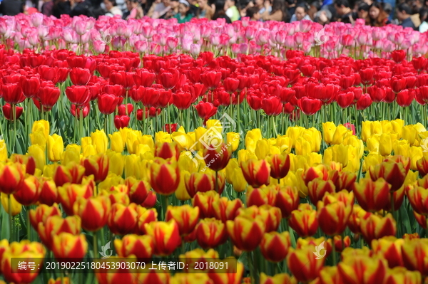 郁金香花海