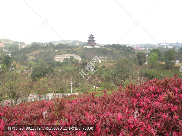 鲜花盛开