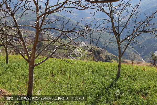 麦田冬季核桃林