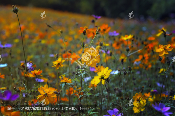 花海