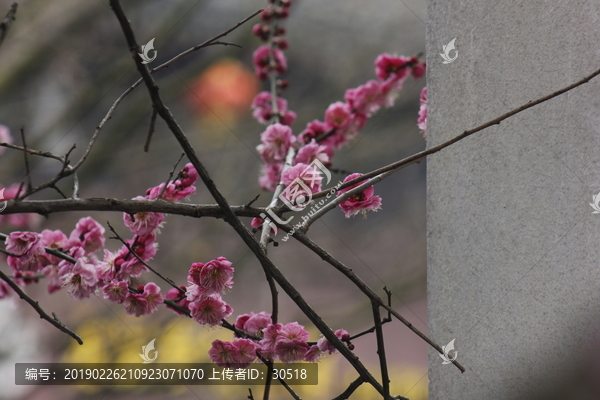 花枝俏