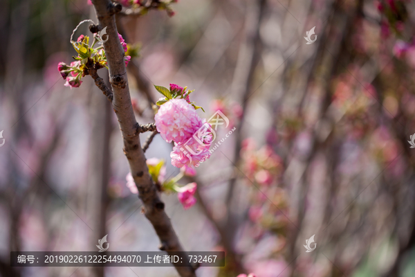 粉色樱花特写素材