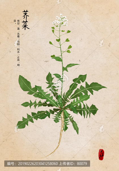 薺菜