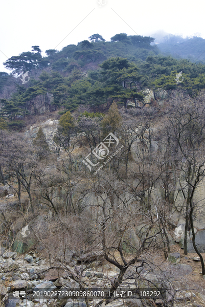 泰山的山林风光