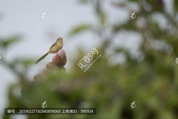 外面的鸟