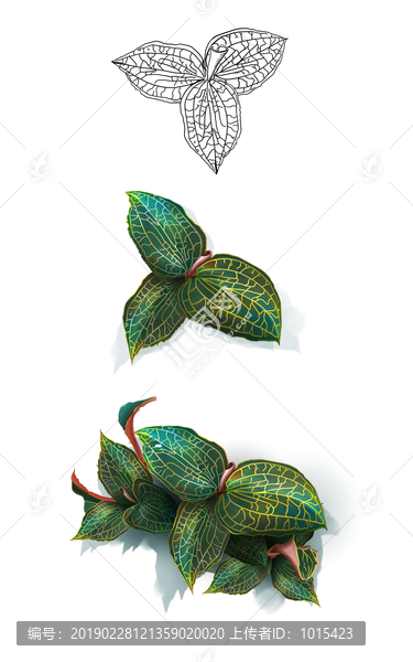 金線蓮