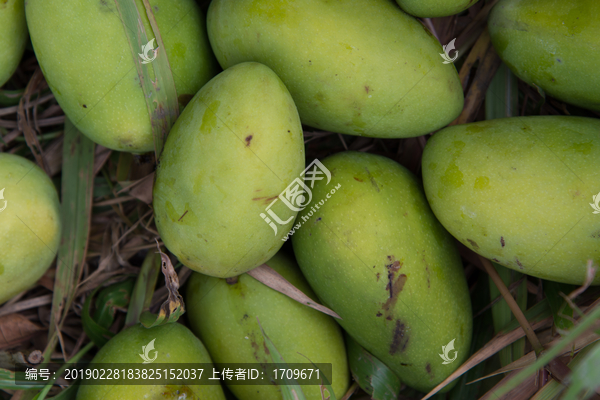 野生芒果树下掉在地上的芒果