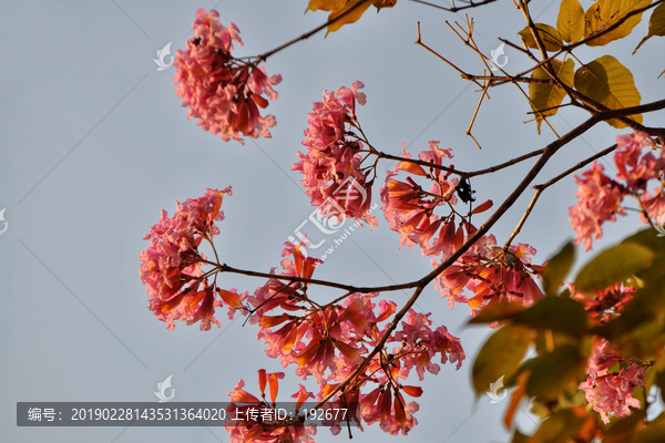 粉花风铃木