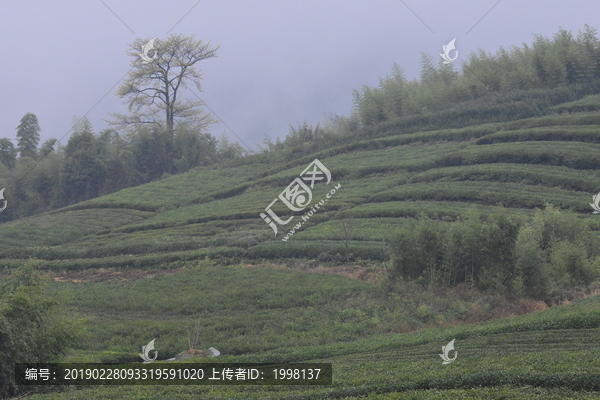 德清莫干山茶园