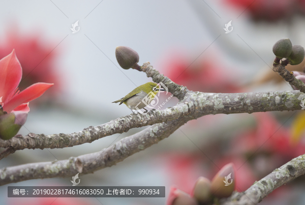 木棉花