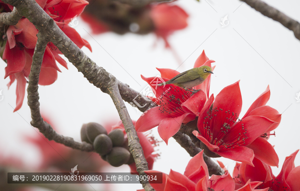 花鸟图