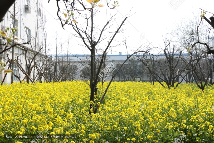 油菜花