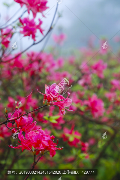 杜鹃花