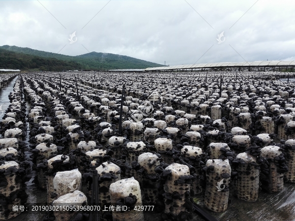 木耳养殖基地