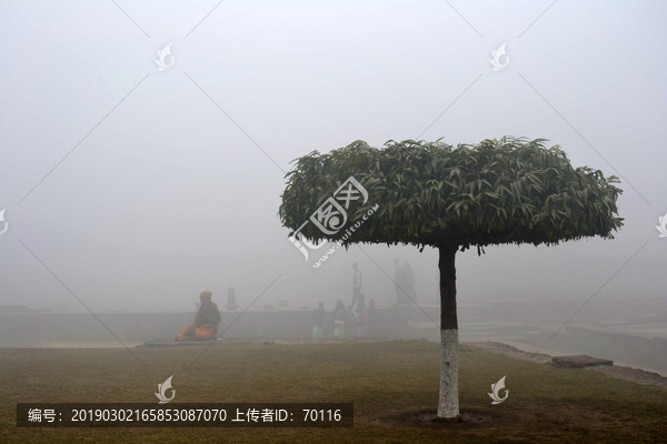 雾中的鹿野苑菩提树