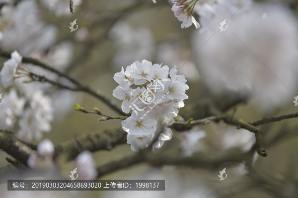 杭州太子湾樱花