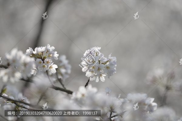 杭州太子湾樱花