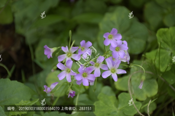 漂亮幸运草