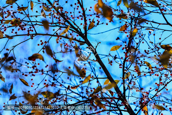 秋季山丁子树