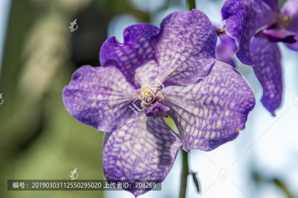 巴黎兰花展鲜花