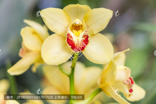 巴黎兰花展鲜花