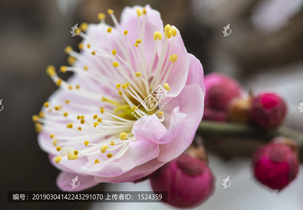 高清梅花特写