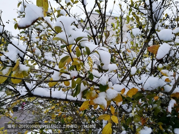 雪花