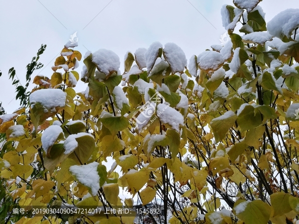 雪花