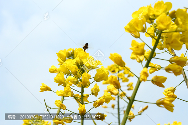 油菜花