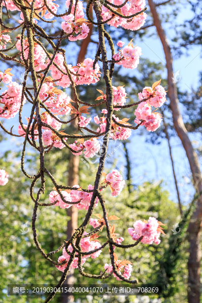 巴黎索村公园樱花